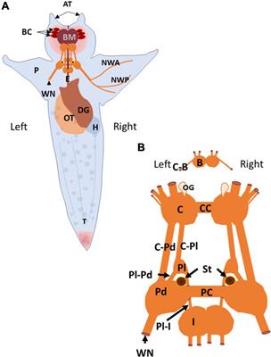 A review of the circuit-level and cellular mechanisms contributing to locomotor acceleration in the marine mollusk Clione limacina